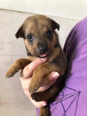 Bailey - Labrador Retriever Mix Dog