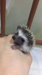 Hedgehog Baby - Hedgehog Small & Furry