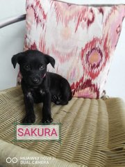 Sakura, Hinata, Neiji, Ino - Mixed Breed Dog