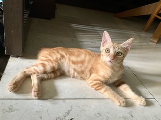 Mallow (Now Athena) - Domestic Short Hair + Bobtail Cat