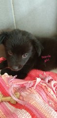 Teenie Plz See Video  - Mixed Breed Dog