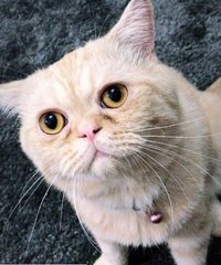Downie - Exotic Shorthair Cat