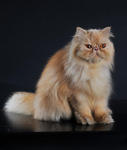 Sherry - Persian Cat