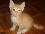 Kittens For Adoption - Domestic Short Hair + Domestic Medium Hair Cat