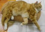 Adi Wira Sakti - Maine Coon Cat