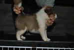 Shetland Sheepdog Sheltie - Shetland Sheepdog Sheltie Dog