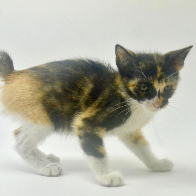 Lucky, Manja, Spots, Grey, Cutie - Domestic Short Hair Cat