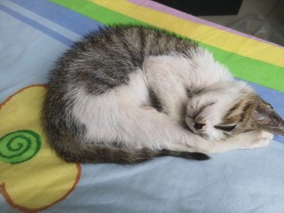 Charcoal - Domestic Medium Hair Cat