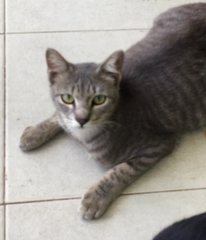 Ironcat - Domestic Medium Hair Cat
