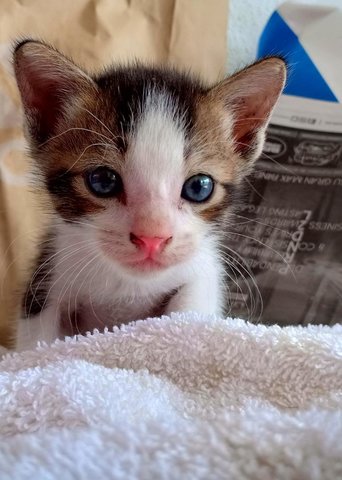 Oreo Girl - Balinese Cat