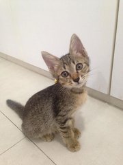 Timi - Tabby + Domestic Short Hair Cat