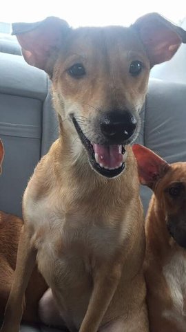 Mumi (Spayed) - Labrador Retriever + Whippet Dog