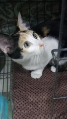 Belarina - Domestic Medium Hair Cat