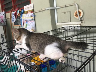 Tuah - Domestic Short Hair Cat