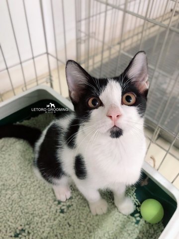 Tuxedo / Black And White Kitten  - Domestic Short Hair Cat