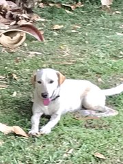 Peter - Labrador Retriever Dog