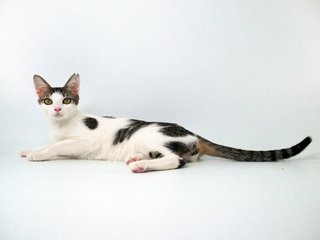 Kleopetra - Domestic Short Hair Cat