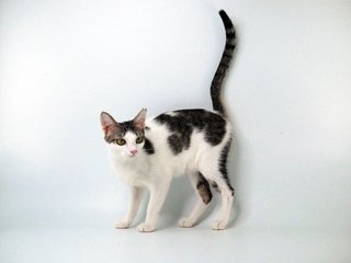 Kleopetra - Domestic Short Hair Cat