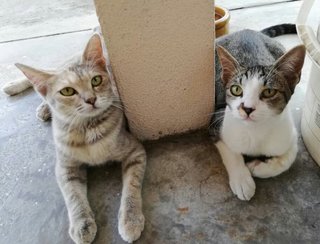 Dusty &amp; Tommy - Domestic Short Hair Cat