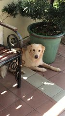 Bailey  - Golden Retriever + Labrador Retriever Dog