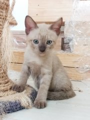 Brownie - Domestic Short Hair Cat
