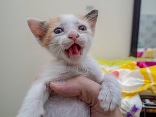 Kitten - Calico