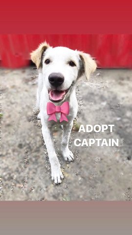 Captain - Terrier + Spitz Dog