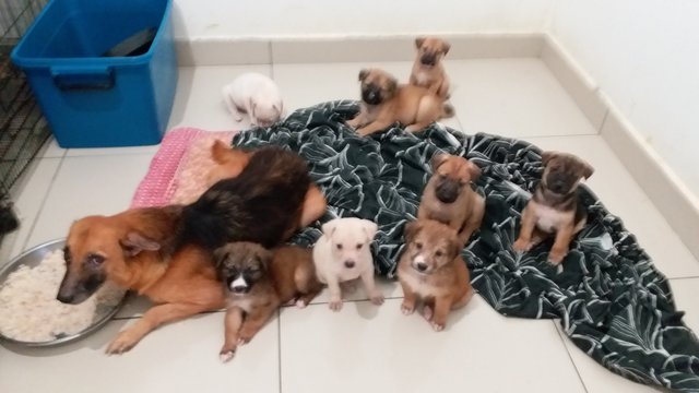 Eight Pups W Short/ No Tail ^••^~ - Mixed Breed Dog