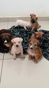 Eight Pups W Short/ No Tail ^••^~ - Mixed Breed Dog