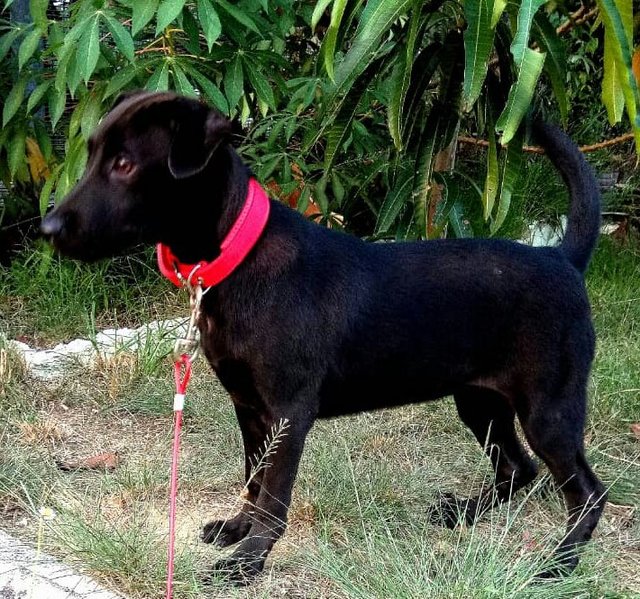 Takumi - Black Labrador Retriever Mix Dog
