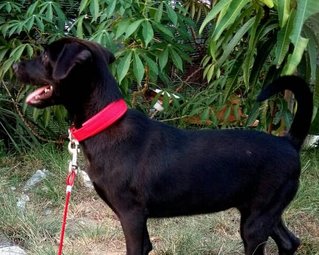 Takumi - Black Labrador Retriever Mix Dog