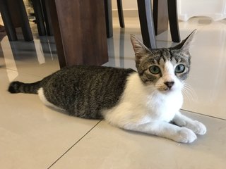 Peppy - Domestic Short Hair Cat