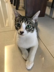 Peppy - Domestic Short Hair Cat