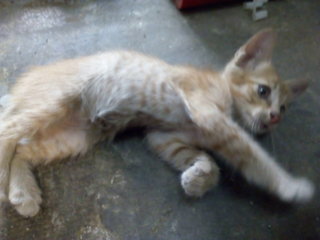 Active Ginger Kitten - Tabby Cat