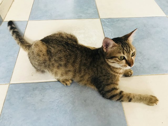 More Than 30 Cats For Adoption  - British Shorthair + Tabby Cat