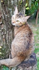 Kiara &quot;The Shy Girl&quot; - Burmese + Siamese Cat