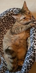 Kiara &quot;The Shy Girl&quot; - Burmese + Siamese Cat