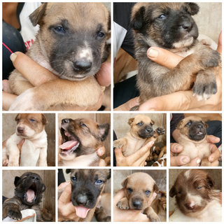 Akela's Cubs For Booking - Black Mouth Cur + German Shepherd Dog Dog