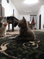 Penelopè &amp; Kittens - Turkish Van + Domestic Short Hair Cat