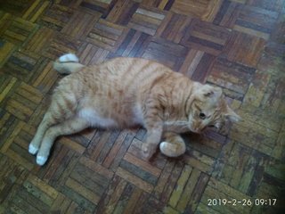 Ginger - Tabby + American Shorthair Cat
