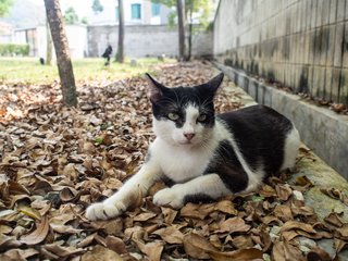 Shamu - Domestic Short Hair Cat