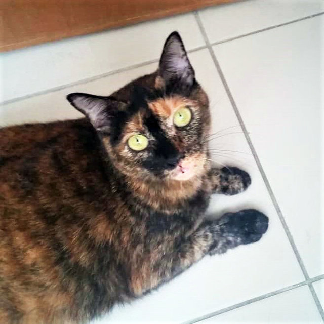 Mama - Domestic Short Hair + Tortoiseshell Cat