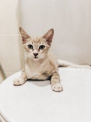 Kopi - Domestic Short Hair Cat