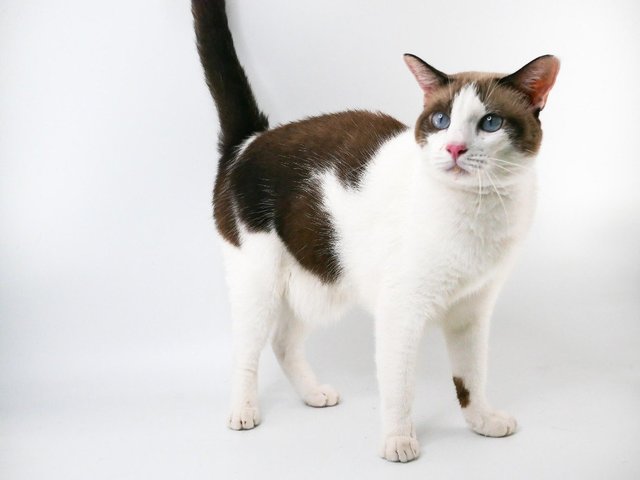 Nomti Oliver  - Domestic Medium Hair Cat