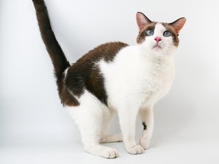 Nomti Oliver  - Domestic Medium Hair Cat