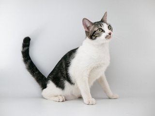 Korum - Domestic Short Hair Cat