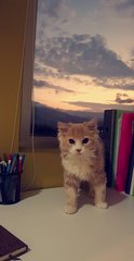 Teenyy - Persian + Domestic Long Hair Cat