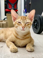 Sam - Domestic Short Hair Cat