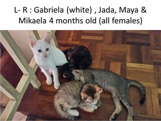 Gabriela, Jada, Luciana, Maya, Mikaela,  - Domestic Short Hair Cat