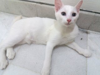 Georgie - Domestic Short Hair Cat